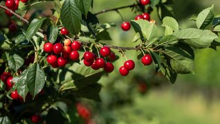Die Obstbauern erwarten eine hervorragende Kirschenernte.