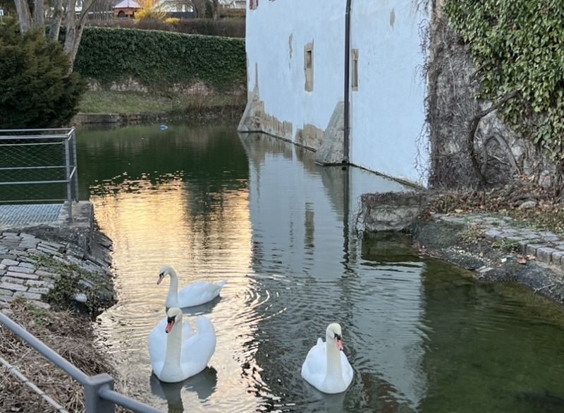 Harmonisches Familienleben im Graben der Burg Kalteneck: Hänsel und Gretel mit ihrem Ganzen Stolz – dem im vergangenen Jahr geschlüpften Schwanen-Kind.    Bild: Christel