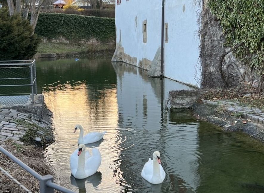 Harmonisches Familienleben im Graben der Burg Kalteneck: Hänsel und Gretel mit ihrem Ganzen Stolz – dem im vergangenen Jahr geschlüpften Schwanen-Kind.    Bild: Christel