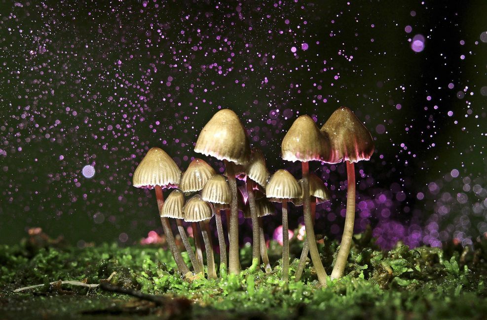 Psychedelische Pilze, so genannte Magic Mushrooms, werden heute in der Therapie eingesetzt.
 Foto: Adobe Stock /
kichigi..