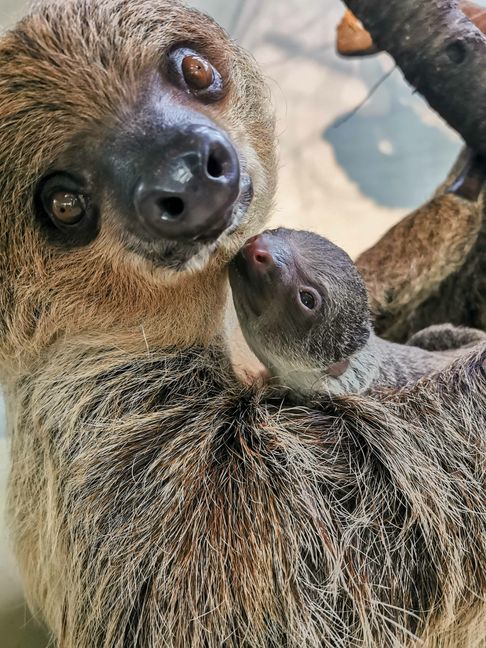 Zweifingerfaultier Marlies mit Jungtier in der Wilhelma in Stuttgart. Bild: Jessy Henssler