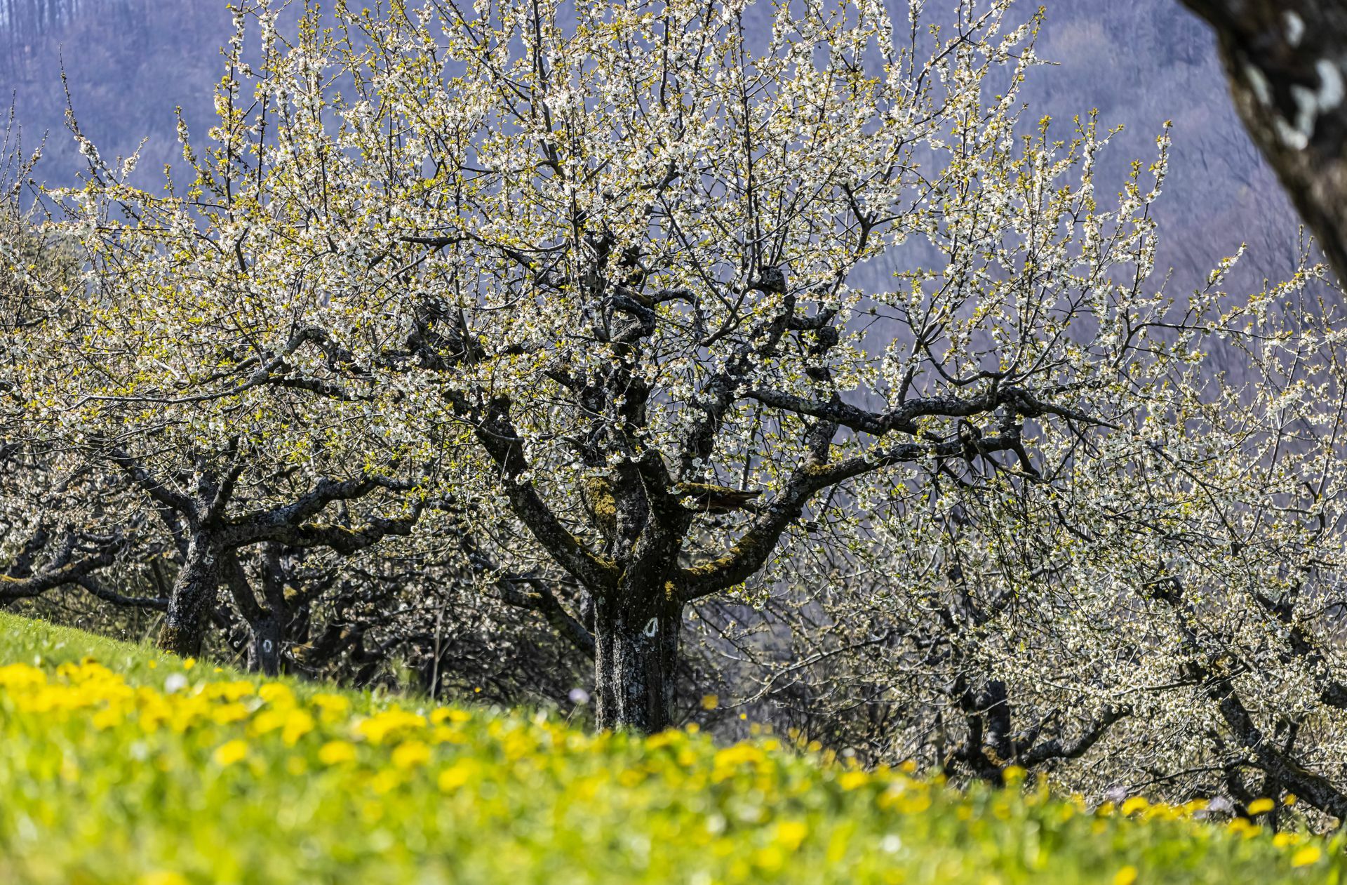 Immer mehr Streuobstwiesen müssen Platz für Baugebiete machen – das will die Landesregierung eigentlich stoppen.
 Foto: imago images/Arnulf Hett..