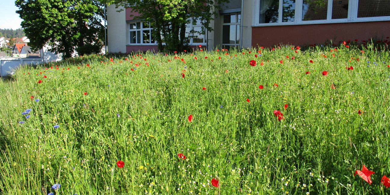 Die Blumenwiese vor der Malmsheimer Schule auch gemäht werden. Bild: z