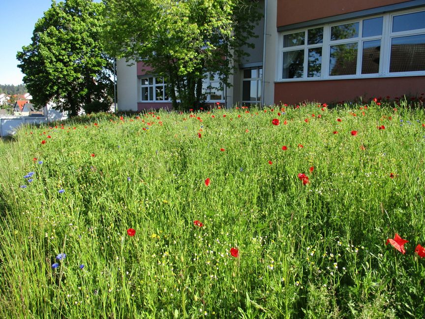 Die Blumenwiese vor der Malmsheimer Schule auch gemäht werden. Bild: z