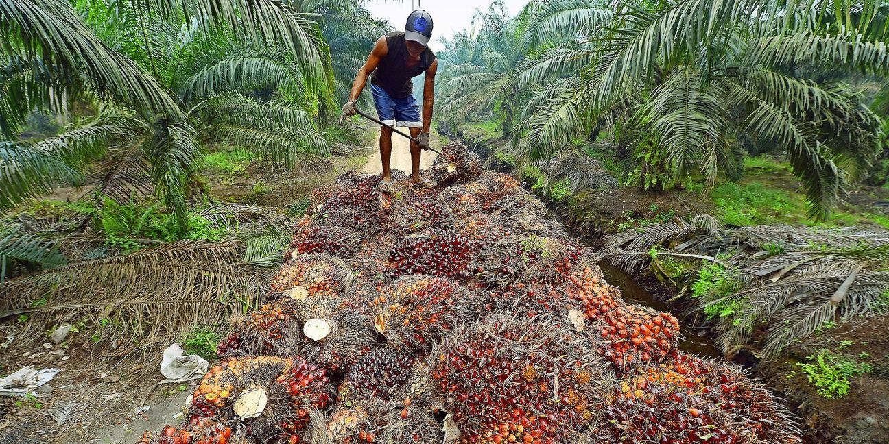 Ölpalmen  sind  für einige ein gutes  Geschäft.   Palmöl  wird für Schokolade, Kosmetik und Kerzen gebraucht. Aber nicht nur das Klima   leidet massiv darunter.