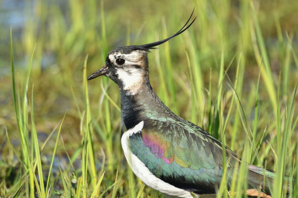 Der Kiebitz soll sich im Holzgerlinger Habitat dauerhaft heimisch fühlen.
