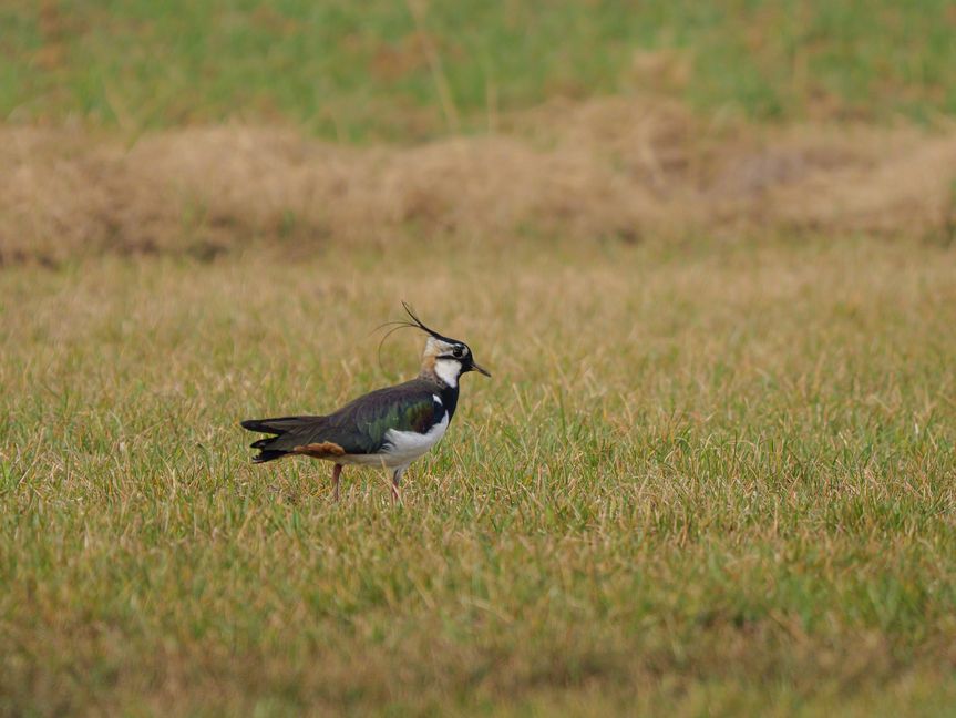 Kiebitze sind sehr scheue Tiere.