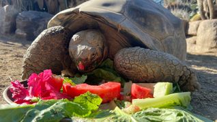 Gramma wurde sehr alt.