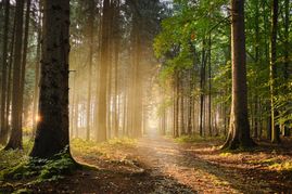 Manchmal braucht der Wald die Hilfe des Menschen.