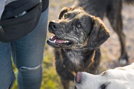 Mit den vom Gemeinderat einstimmig beschlossenen Steuersätzen erhöht die Gemeinde diese auf den derzeitigen Kreisdurchschnitt.