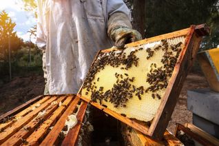 Bienen im eigenen Garten halten ist erlaubt - doch was muss man beachten? Hier erfahren Sie alles zu rechtlichen Vorgaben, Meldepflichten & den Vorteilen der Bienenhaltung.