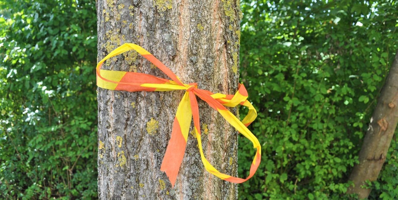 Wo das gelbe Band am Baum ist, darf gratis geerntet werden.