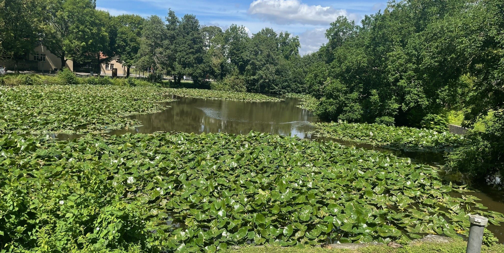 Die Mäharbeiten am kleinen Klostersee finden Ende September statt.