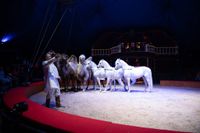 Manege frei für Circus Gebrüder Barelli.
