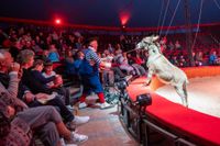 Manege frei für Circus Gebrüder Barelli.