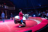 Manege frei für Circus Gebrüder Barelli.