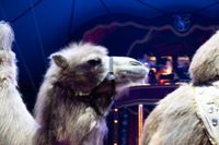 Manege frei für Circus Gebrüder Barelli.