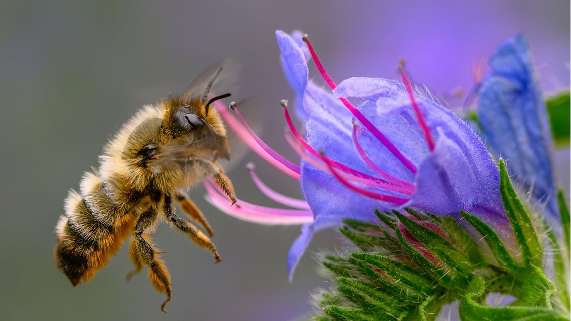 Weltweit gibt es nur wenige Honigbienenvölker, die nicht gegen die Varroamilbe zu kämpfen haben.