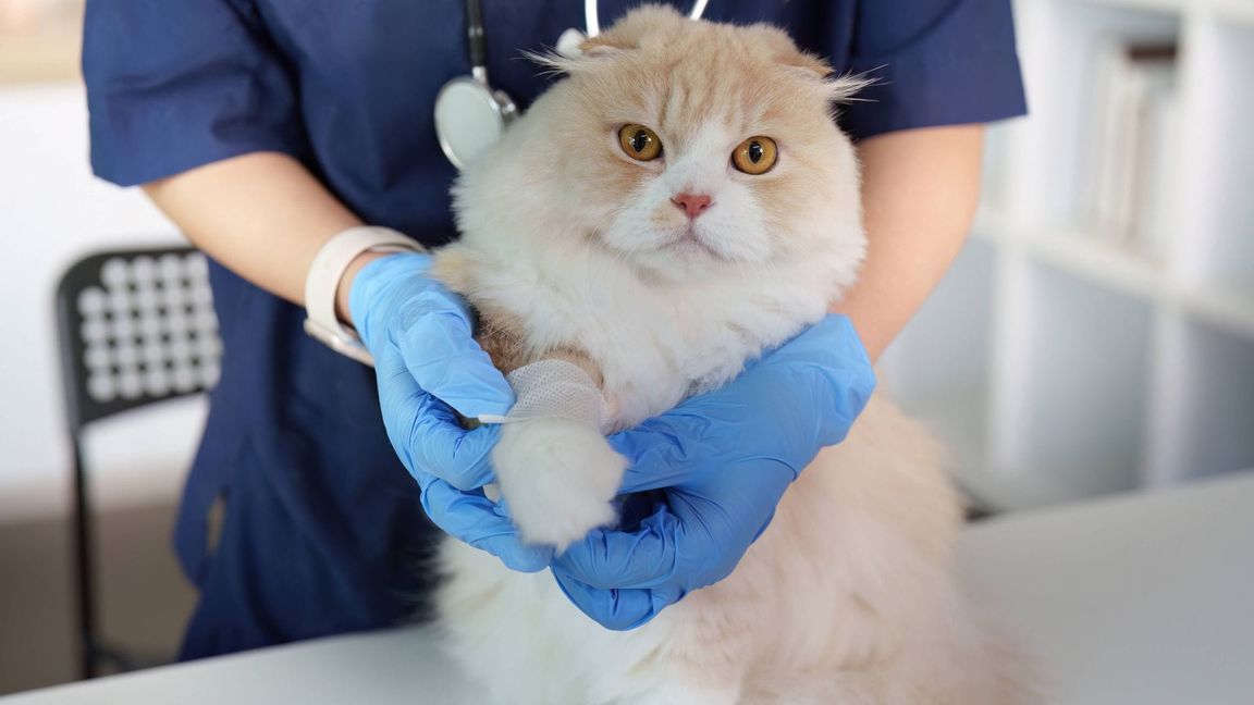 Ein Tierarzt hält die Pfote einer Katze zur Behandlung.