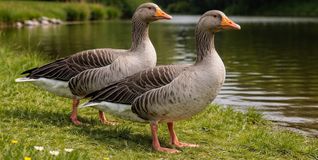 Graugänse an einem Gewässer: In Böblingen wurde Geflügelpest nachgewiesen.