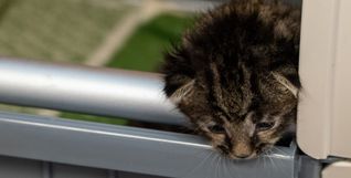 Im Kreistierheim landen auch Nachkommen von freilebenden Katzen, die ohne Mutter gefunden wurden und auf sich selbst gestellt waren.  Die Katzenschutzverordnung soll eine unkontrollierte Vermehrung eindämmen.