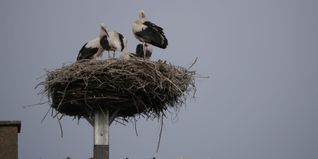 Das Foto zeigt dasdie fünf jungen Störche auf dem Storchenturm in Weil der Stadt im Jungen im Nest, aufgenommen am 13. Juli. Am nächsten Tag waren die ersten drei Jungen schon weggezogen