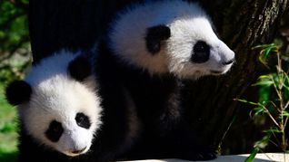 Die Panda-Zwillinge genießen die Sonne.
