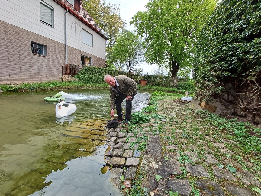 Schwanenmann Hänsel beobachtet, wie Arthur Braun Futter zubereitet. An der Mauer brütet Gretel im Nest.
