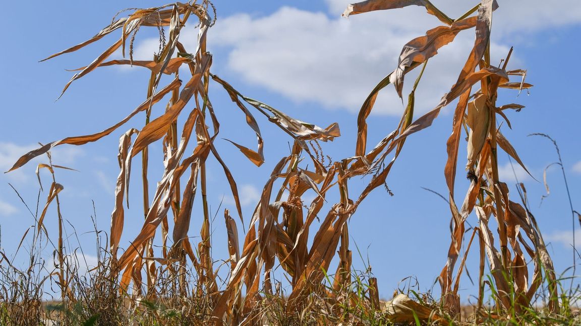 Beim Hitzesommer 2003 kam es zu Wasserknappheit und Ernteausfällen. (Archivbild)