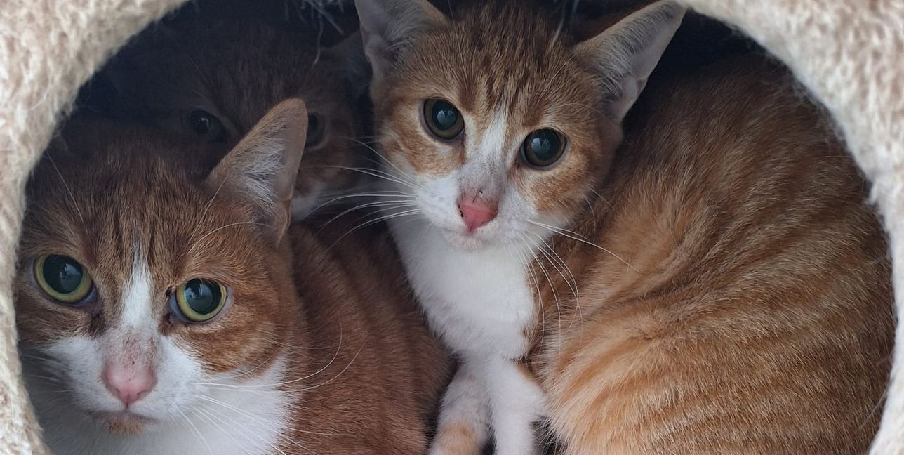 Rund 110 Katzen wurden Anfang des Jahres gerettet.