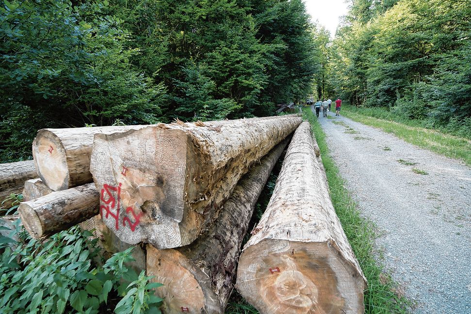 Mit 10 000 Euro aus dem Wald kann Grafenau in diesem Jahr rechnen.