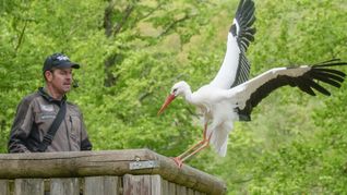 Der Wild- und Freizeitpark hat sich seit mehr als 20 Jahren um die Wiederansiedlung von Weißstörchen verdient gemacht.