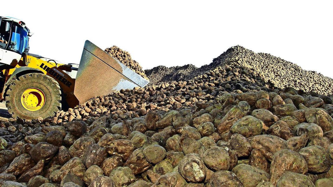 Südzucker rechnet mit einem anhaltend schwierigen Markt für Zucker (Symbolfoto).