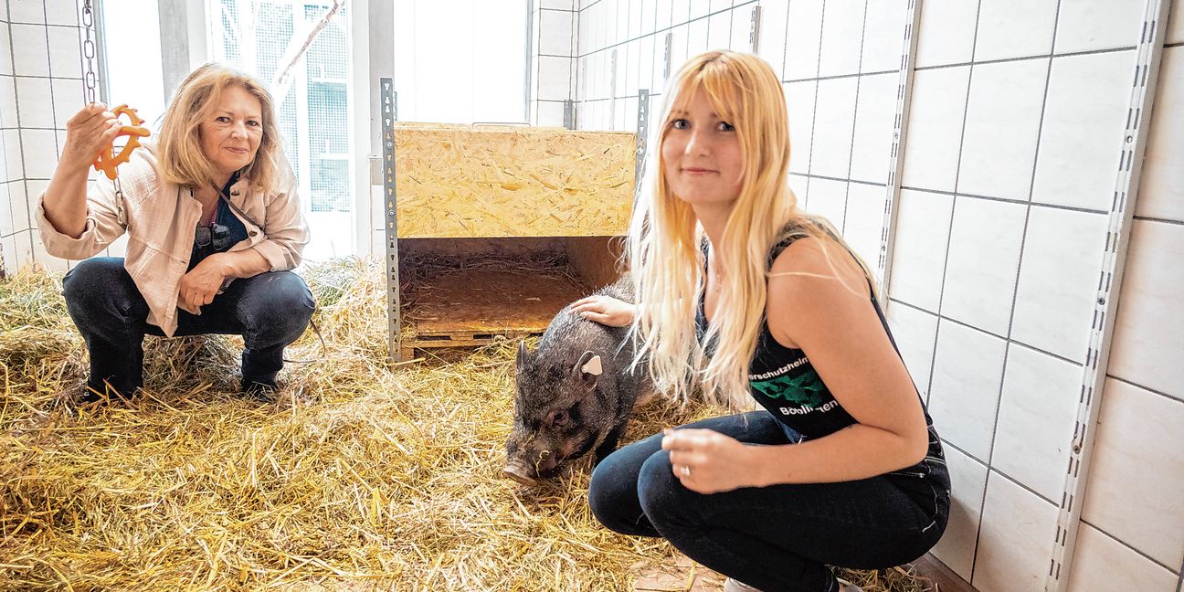 Elke Hundler, stellvertretende Vorsitzende des Vereins, und Tierschutzheimleiterin Vanessa Königseder ist Schwein Freddy richtig ans Herz gewachsen.