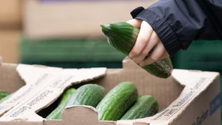 Salatgurken gehören zu den beliebtesten Gemüsesorten in Deutschland. (Symbolbild)