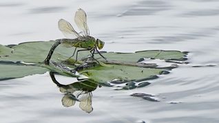 Für Insekten sind Pyrethroide, die unter anderem in Pflanzenschutzmitteln stecken, besonders gefährlich. (Archivbild)