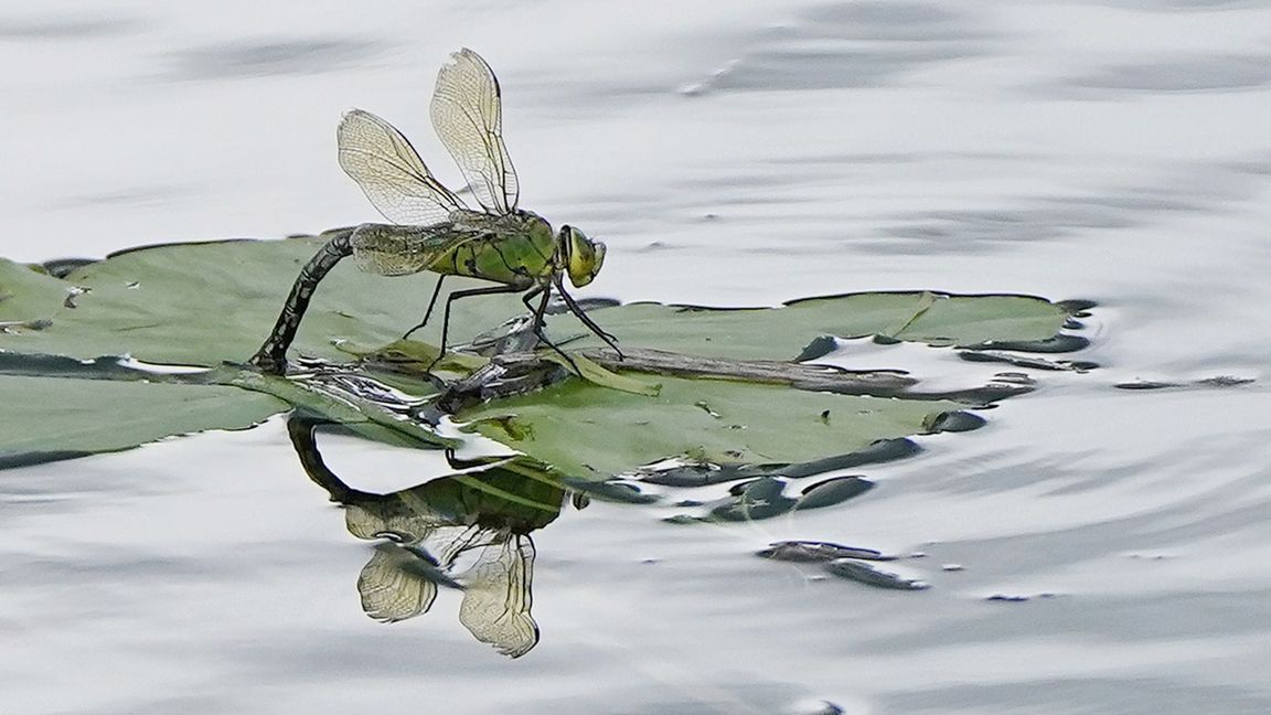 Für Insekten sind Pyrethroide, die unter anderem in Pflanzenschutzmitteln stecken, besonders gefährlich. (Archivbild)