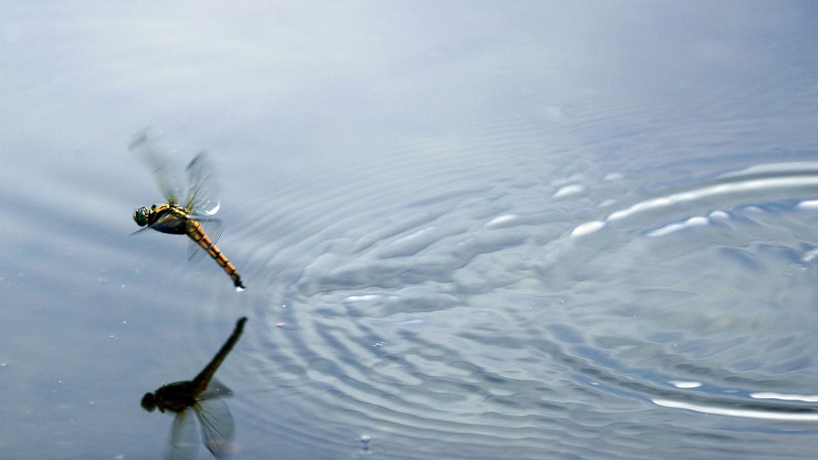 Die Larven der Libellen leben meist am Gewässergrund oder zwischen Wasserpflanzen. (Archivbild)