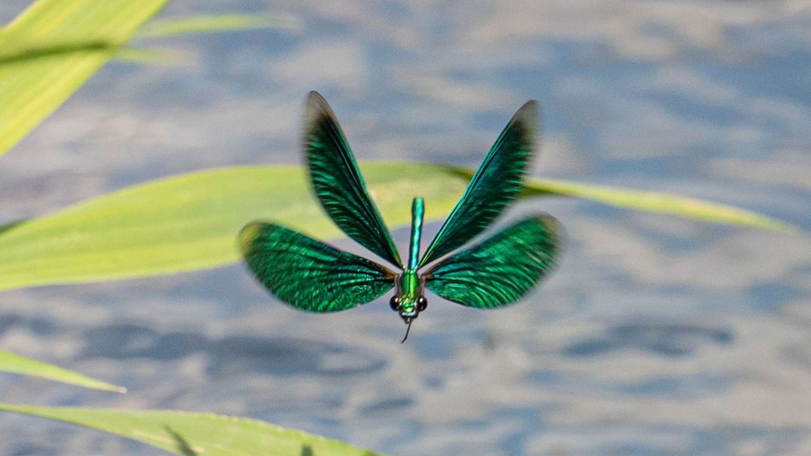 Die Larven der Libellen entwickeln sich im Wasser. (Archivbild)