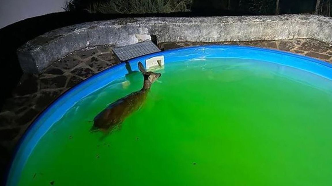 Ein renitentes Reh haben Polizisten im rheinland-pfälzischen Schweich in einer nächtlichen Aktion aus einem Pool geholt.