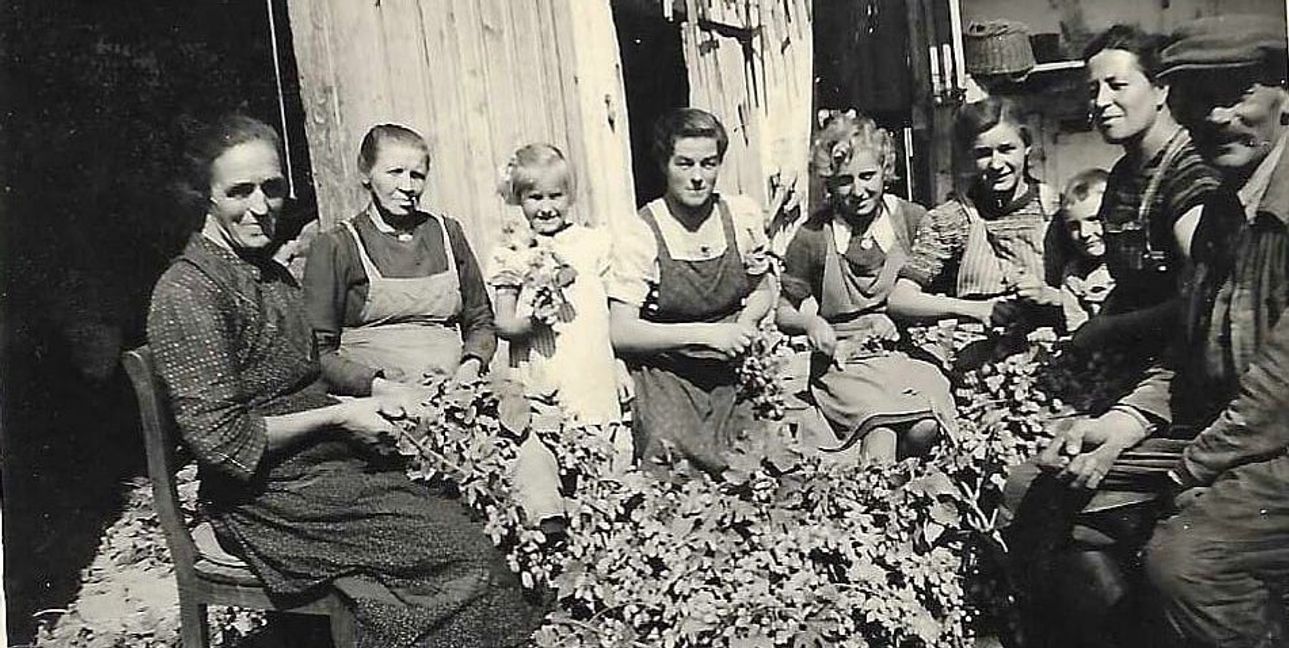Hopfenzopfen im Hof der Haslacher Familie Hämmerle zu Beginn der 50er Jahre.