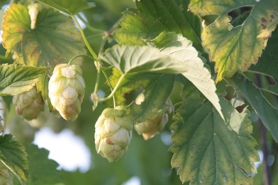 Hopfendolden – ab Anfang der 70er Jahre war es mit dem „Grünen Gold“ im Gäu vorbei.