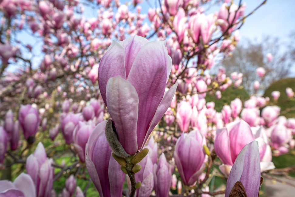 Die Magnolien in der Wilhelma stehen in voller Blüte.