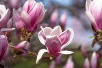 Die Magnolien in der Wilhelma stehen in voller Blüte.