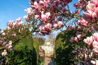 Die Magnolien in der Wilhelma stehen in voller Blüte.