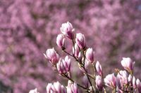 Die Magnolien in der Wilhelma stehen in voller Blüte.