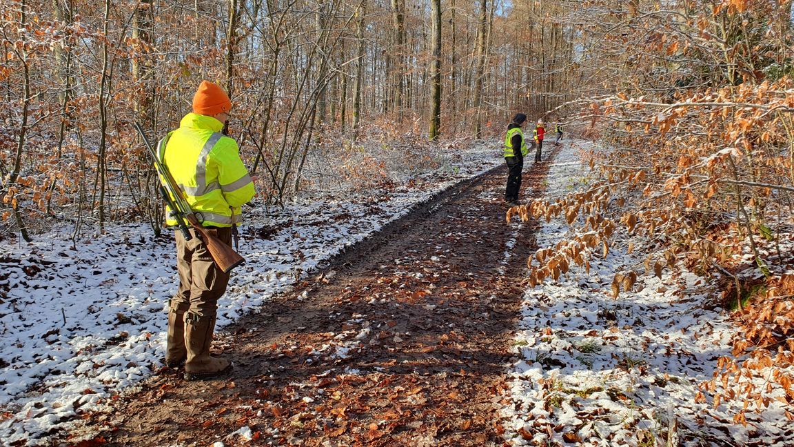 Kurz vor 10 Uhr. Die Treiber sind bereit. Gleich durchstreifen sie den Wald.     Bild: Wegner