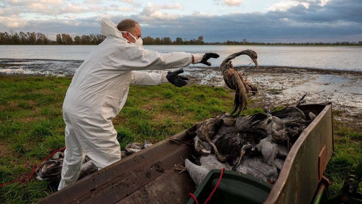 Die Geflügelpest hat in diesem Herbst besonders Kraniche erfasst. Tausende Tiere erlagen dem Virus. (Illustration)