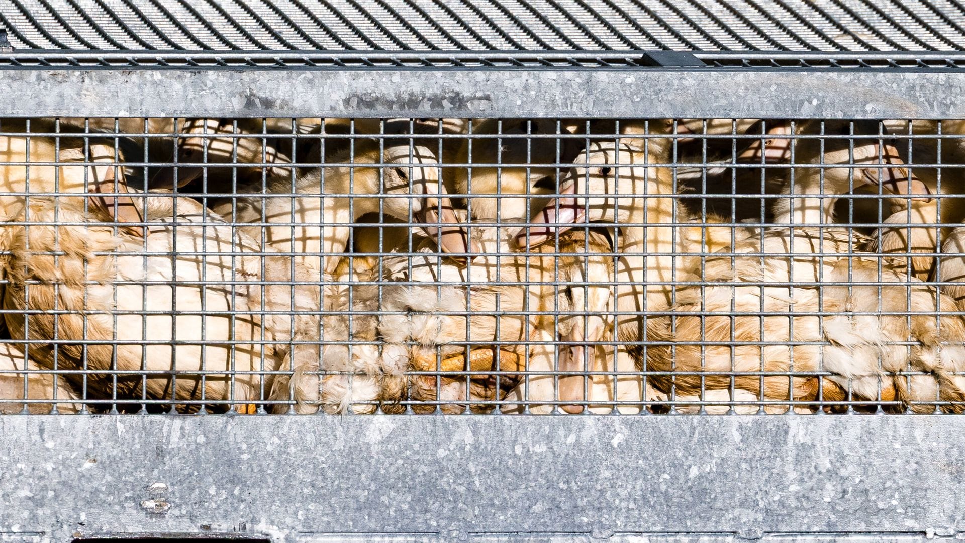 Schon mehr als eine halbe Million Enten, Gänse, Puten und Hühner wurden getötet, nachdem in den jeweiligen Beständen die Geflügelpest festgestellt worden war. (Illustration).