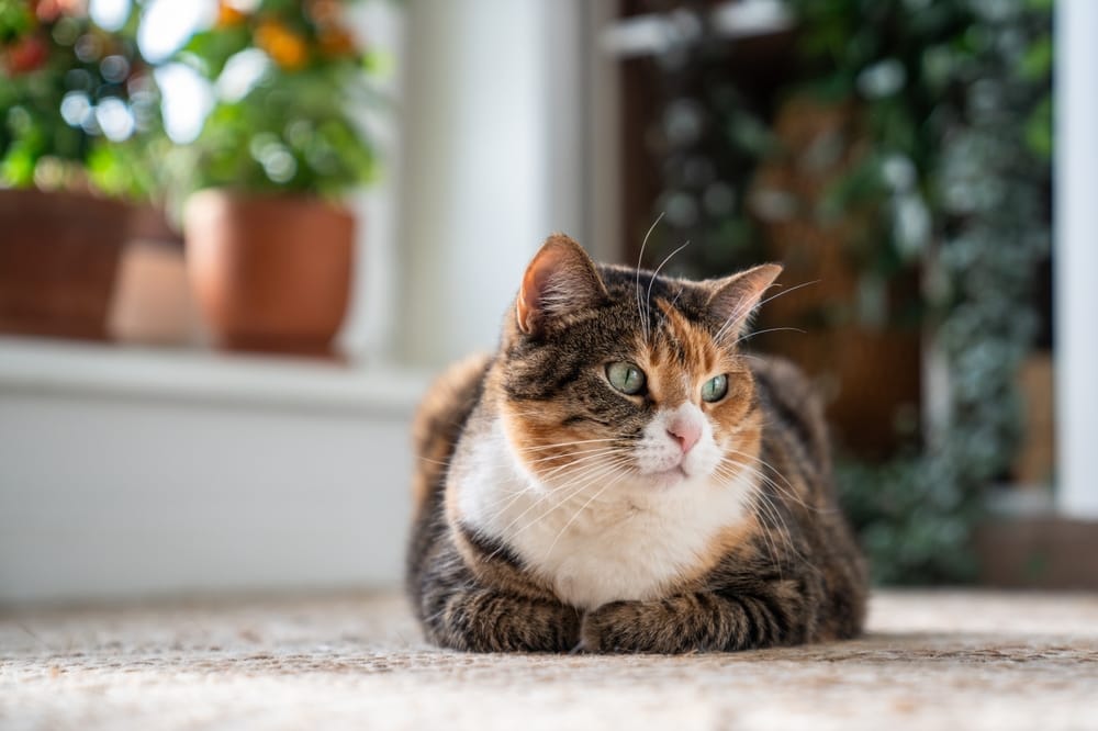 Katzen können Schmerzen erstaunlich gut verbergen.